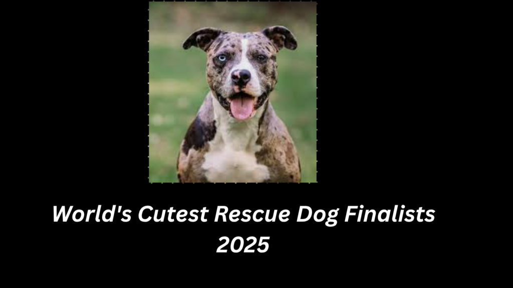 2025 World's Cutest Rescue Dog Finalists
